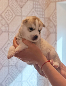 Siberi husky kutsikad EKL/FCI tõutunnistusega (1 foto / 3)