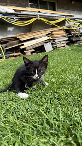 Котенок (2 фото из 2)