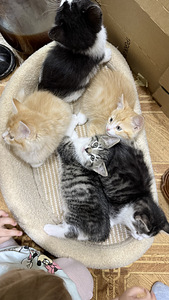 Котята (6 фото из 6)