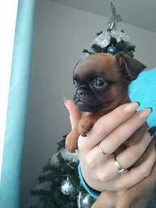 Petit Brabancon (Griffon) puppies (1 foto / 7)