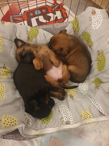 Petit Brabancon (Griffon) puppies (6 foto / 7)