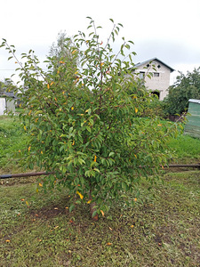 Sputniku AÜ 629, Sillamäe, Ida-Virumaa (11 foto / 14)