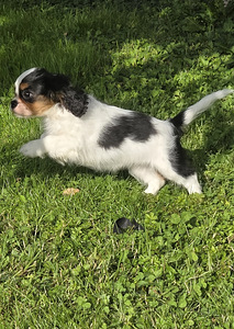 Kavaliera Kinga Čārlza spaniels