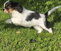 Kavaliera Kinga Čārlza spaniels