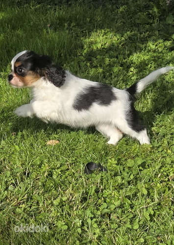 Кавалер Кинг Чарльз спаниель