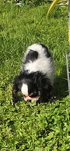 Kavaliera Kinga Čārlza spaniels (2 foto no 5)
