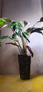 Калатея Fusion White. Calathea. Растение (3 фото из 3)