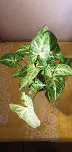 Syngonium white Butterfly . Taim (2 foto / 4)