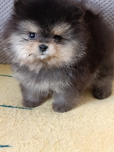 Pomeranian (4 foto / 5)
