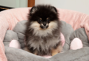 Pomeranian (1 foto / 4)