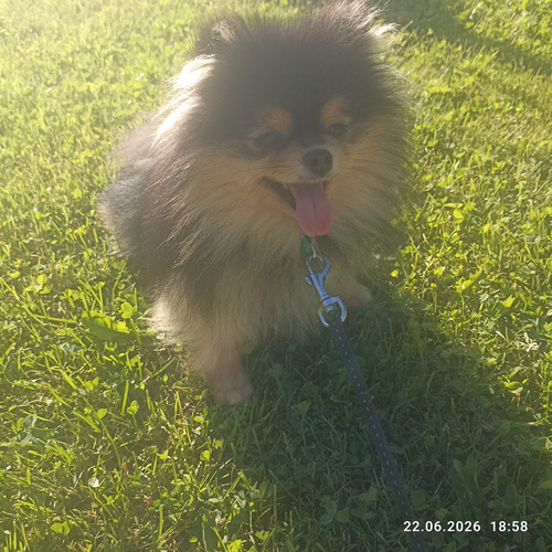 Pomeranian