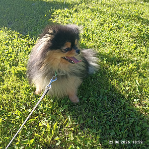 Pomeranian (5 foto / 5)