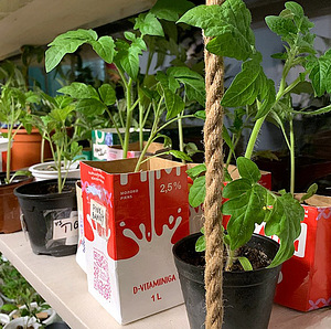 Tomati istikud, tomatitaimed, paprika (1 foto / 2)