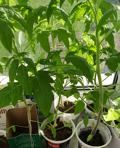 Tomati istikud, tomatitaimed (1 foto / 2)