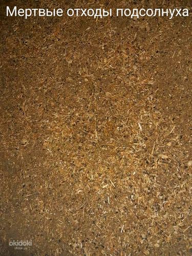 Мертвые отходы подсолнуха для пеллетов, брикетов (фото #3)