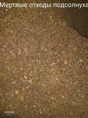 Мертвые отходы подсолнуха для пеллетов, брикетов (фото #5)