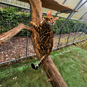 Питомник Maisonleopard предлагает бенгальских котят (2 фото из 7)