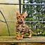 Питомник Maisonleopard предлагает бенгальских котят (фото #3)