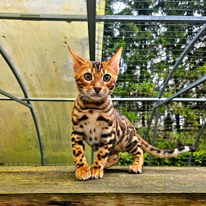 Питомник Maisonleopard предлагает бенгальских котят (3 фото из 7)