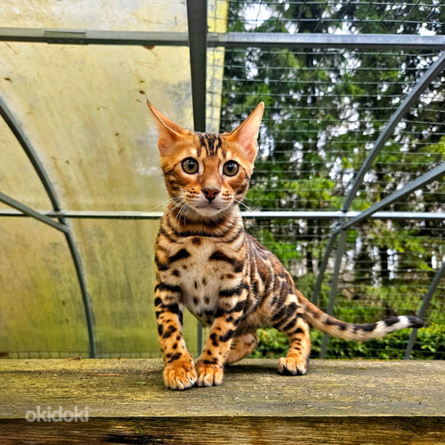 Kasvanduses Maisonleopard on pakkuda bengali kassipojad (foto #3)