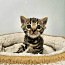 Kasvanduses Maisonleopard on pakkuda bengali kassipojad (foto #5)