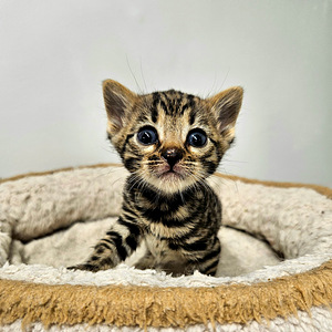 Питомник Maisonleopard предлагает бенгальских котят (5 фото из 7)