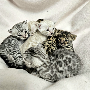 Питомник Maisonleopard предлагает бенгальских котят (7 фото из 7)