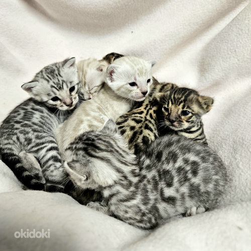 Kasvanduses Maisonleopard on pakkuda bengali kassipojad (foto #8)