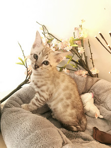 MÜÜA BENGAL KASSIPOEG (3 foto / 7)