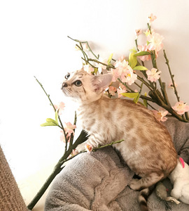 MÜÜA BENGAL KASSIPOEG (5 foto / 7)