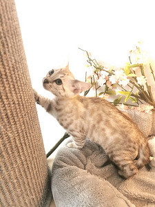 MÜÜA BENGAL KASSIPOEG (6 foto / 7)