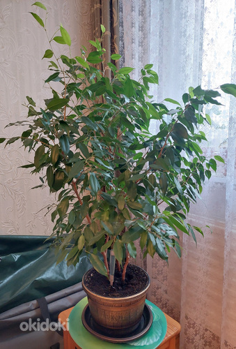 Ficus (foto #1)
