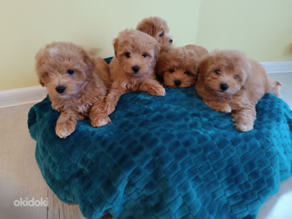 MALTIPOO (foto #1)