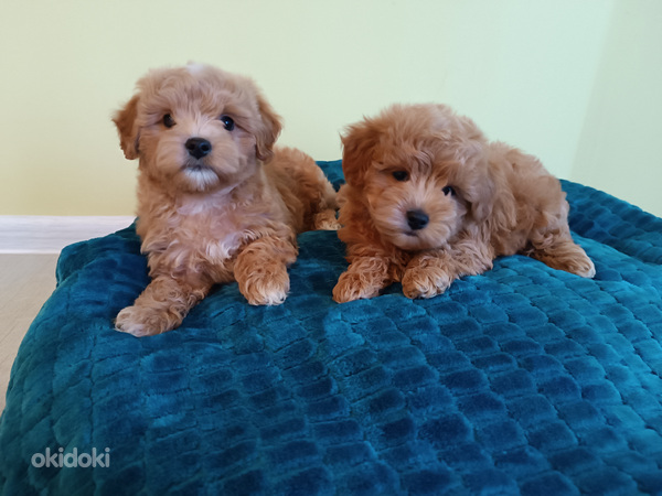 MALTIPOO (foto #9)