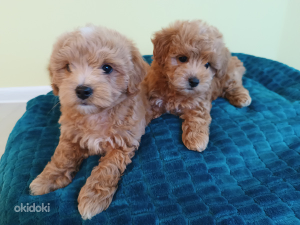 MALTIPOO (foto #10)