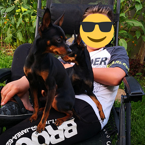 Vene siledakarvalise toyterjeri beebid (5 foto / 5)