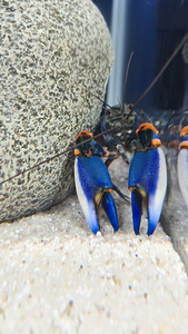 Sinine jõevähk (Cherax) (2 foto / 2)