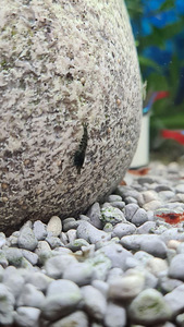 Krevetid Neocaridina (3 foto / 7)