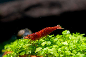 Krevetid Neocaridina (1 foto / 7)