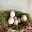 Инкубационные яйца (фото #2)
