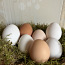 Инкубационные яйца (фото #4)