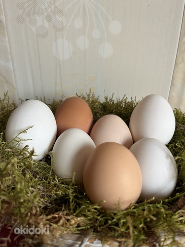 Инкубационные яйца (фото #4)