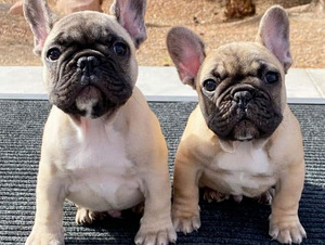 French Bulldog Black Mask (1 foto / 3)