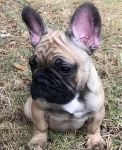 French Bulldog Black Mask (2 foto / 3)