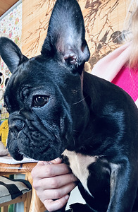 French Bulldog Black Mask (3 foto / 3)