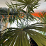 Palmipuu (25 a vana, kõrgus - 2,6m) (foto #2)