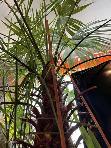 Palmipuu (25 a vana, kõrgus - 2,6m) (foto #4)