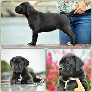 Cane Corso (2 foto no 3)