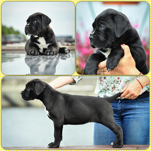 Cane Corso (3 Foto aus 3)