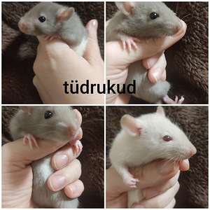 Rotid (2 foto / 2)